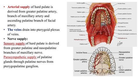 Greater Palatine Nerve