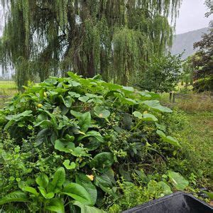 Hugelkultur Building Workshop, 7894 hwy 97A, Sicamous, 10 May 2025 ...