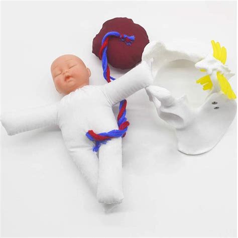 Female Pelvis Childbirth Model Mini Female Pelvis And Baby Model ...