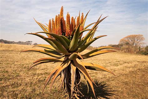 Aloe Plant 的图像结果