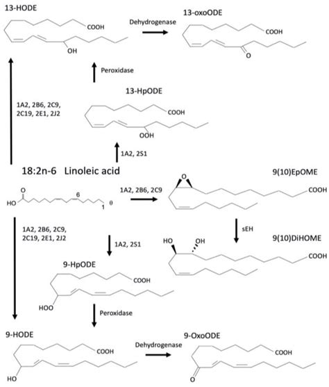 Detoxification Cytochrome P450s (CYPs) in Families 1–3 Produce ...