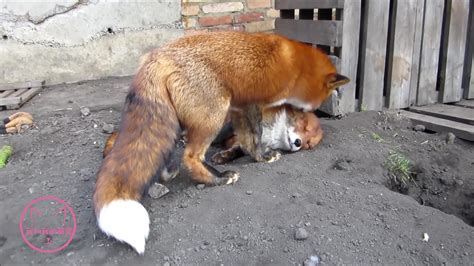 两只狐狸打架，谁更狡猾_哔哩哔哩 (゜-゜)つロ 干杯~-bilibili