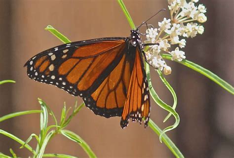 The Monarch Butterfly - A Miracle of Milkweed and Migration