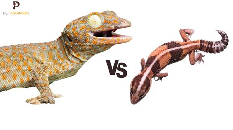 Tokay Gecko Vs Leopard Gecko