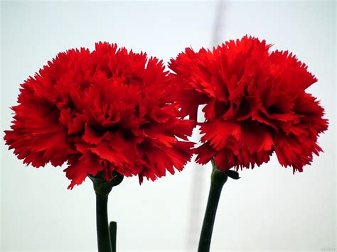 Red Carnation Symbolism