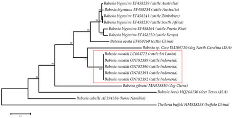 Pathogens | Special Issue : Bovine Babesiosis