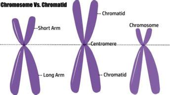 Image result for Chromosome Microarray Test