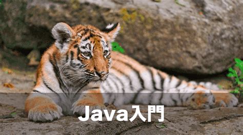 Image result for Java Japanese