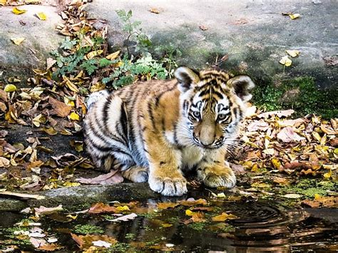 Panna Tiger Reserve: Authorities detain villagers in tiger poaching case