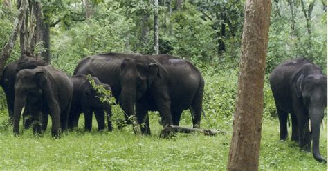 Explore Wildlife Sanctuaries In Coorg | LBB, Bangalore