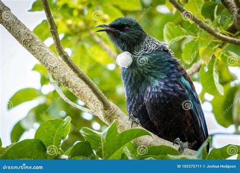 NZ Tui, Native Bird stock image. Image of zealand, colors - 102375711