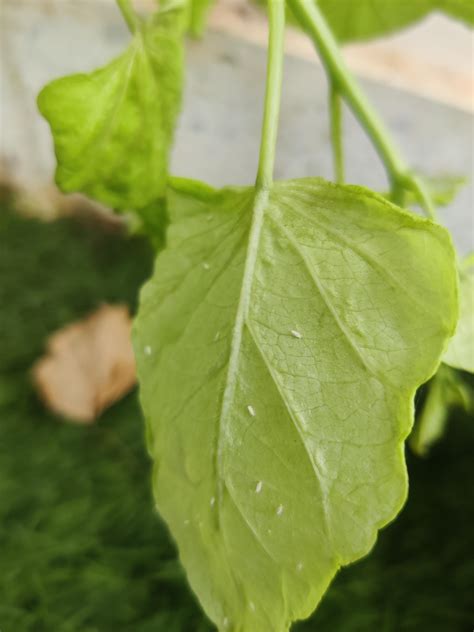 Need Help Identifying and Handling White Mites on Indoor Plant : r/plants