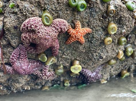Life In The Intertidal | National Marine Sanctuary Foundation