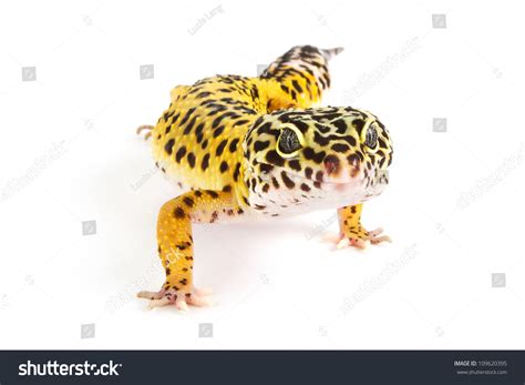 Leopard Gecko Morphs Poster