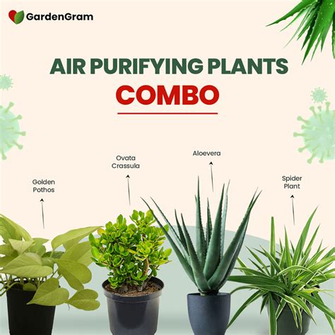 Air Purifying Plants Combo: Crassula, Spider, Aloe, Pothos – Gardengram