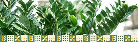 UGALOO ZZ Plant, Zamia Air Purifer Plant Black Pot (Zamioculcas ...