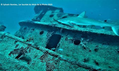 EXPOSITION : Mois de la Photo 2024 « Le corps en mouvement », 6 Place ...