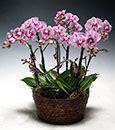 Most Popular / Orchids.com