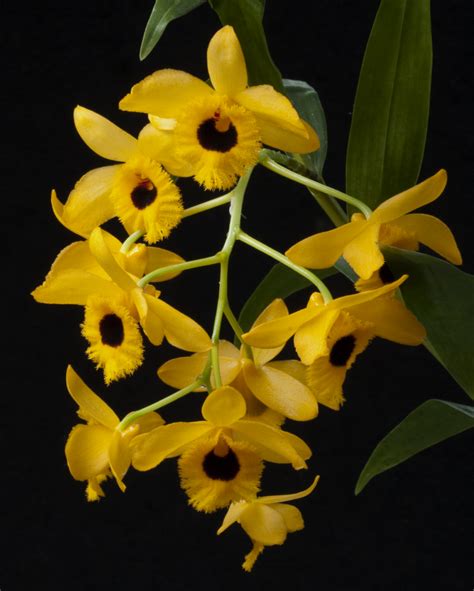 Dendrobium Orchid Fimbriatum Species Without Flowers - Divine Blossoms ...