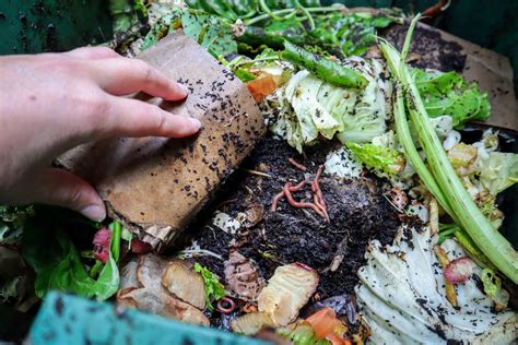 Worm Farm Close Up 的图像结果