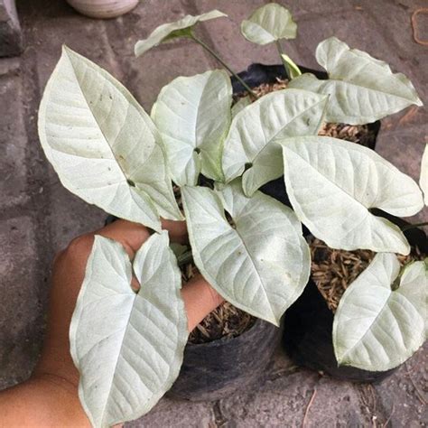 அம்புக்குறி செடி - எப்படி வளர்ப்பது மற்றும் பராமரிப்பது, நன்மைகள் ...