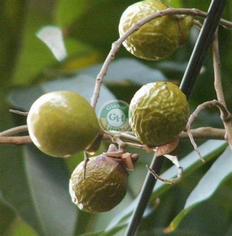 Wholesale Reetha Extract Supplier,Reetha Extract Exporter from Delhi India