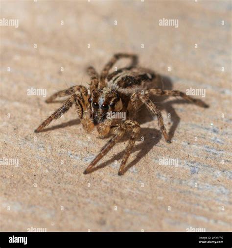 Plexippus paykulli, Pantropical Jumping Spider Stock Photo - Alamy