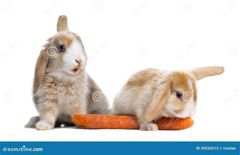 What Do Bunnies Like To Eat Carrot at Eula Seay blog