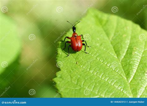 Little Red Bugs in Field on a Leaf Stock Image - Image of lygaeidae ...