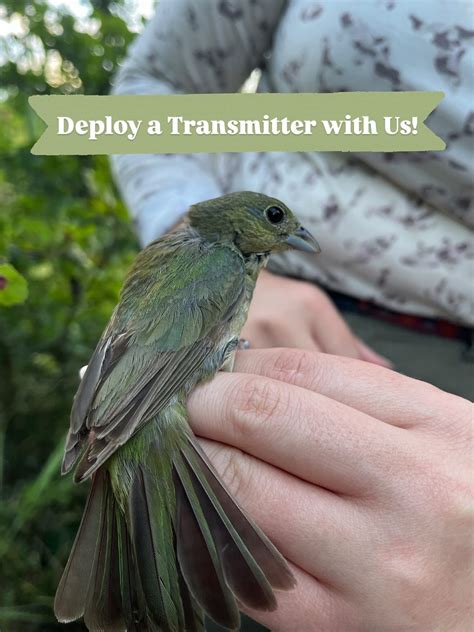 UNT Painted Bunting Project (@paintedbunting_unt) • Instagram photos ...