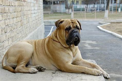 世界上最丑的犬种，卡西莫多犬没有脖子_巴拉排行榜
