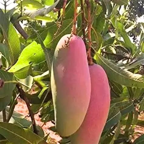 Choose the Chiang Mai Mango Fruit Plant to enjoy delicious, fresh ...