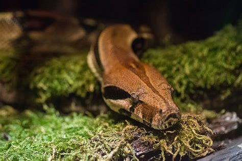 Image result for Python Snake Terrarium