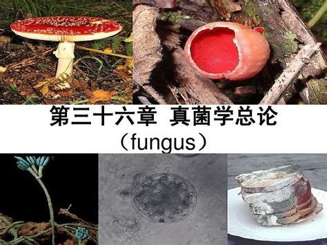 壹生资讯-世界十大最恐怖真菌之马尔尼菲篮状菌 | 医学笔记