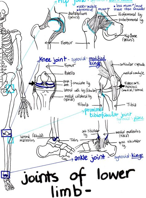 Image result for Musculoskeletal System Joints