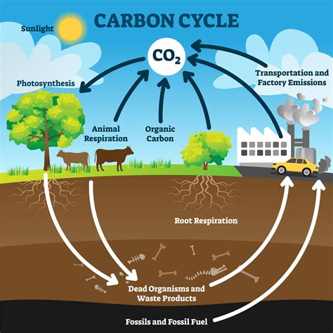 Carbon Cycle - Biology Simple