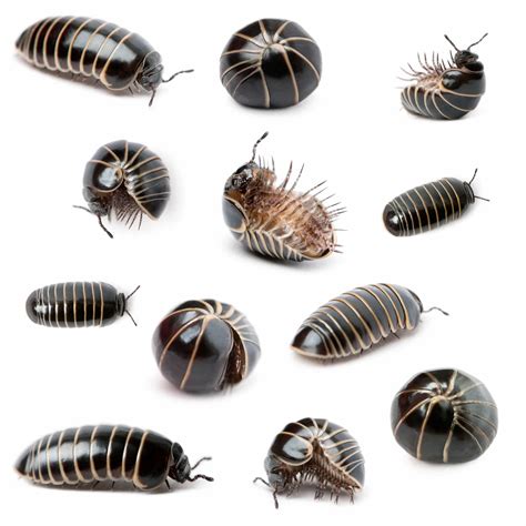 Roly Poly Life Cycle Behavioural Pattern In The Pill Bug,