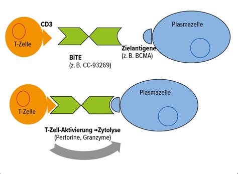 Von CELMoDs über PROTACs zu BiTEs – ein Blick in die Zukunft ...