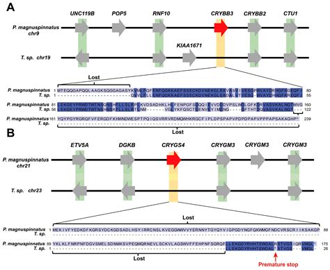 Genome Sequencing Provides Novel Insights into Mudflat Burrowing ...