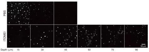 Plants Tissue-Clearing Reagent Suitable for Fluorescent Protein ...