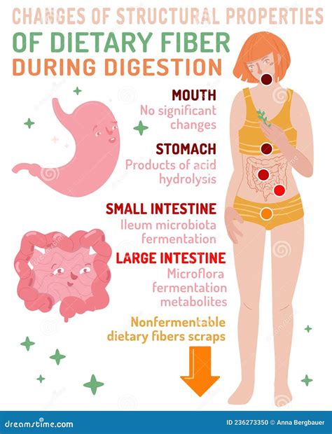 Dietary Fiber Digestion And Absorption at Roberto Mahoney blog