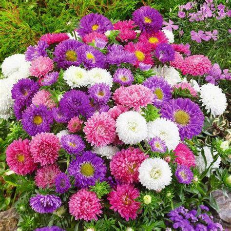 Flower Seeds | Farmers Stop