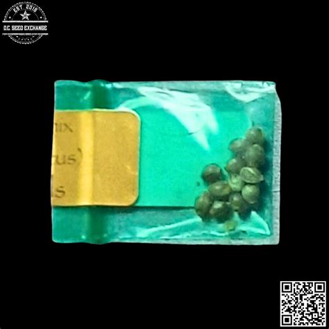Space Cake Remix Seeds: Buy at DC Seed Exchange