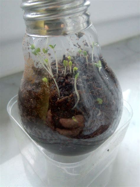 Image result for Using a Bulb Planter