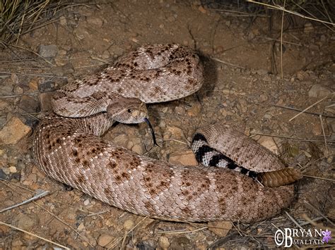 Rattlesnake Mountain Arizona at John Pavon blog