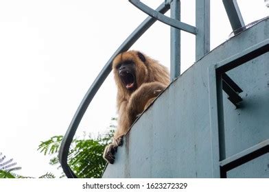 45 Howler Monkey Screaming Royalty-Free Images, Stock Photos & Pictures ...
