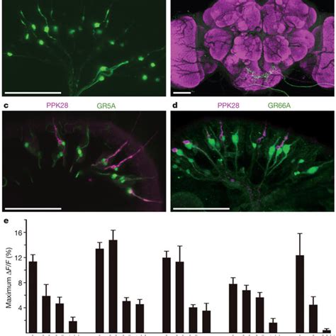 28-Gal4 labels neurons that respond to water.a, b, ppk28-Gal4 drives ...
