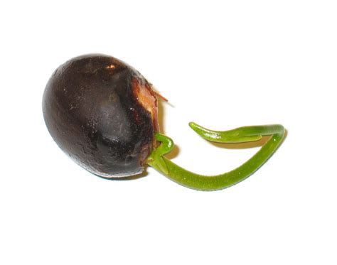 Image result for Humankind Seeds