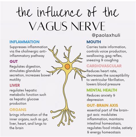 Pin by wojciechowski nancy on acenpentuur in 2025 | Vagus nerve, Mental and emotional health ...