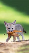 Image result for Cute Animal Friends